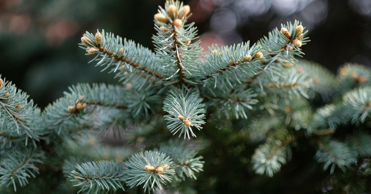 Weihnachtsbäume gesucht Spenden Sie einen Weihnachtsbaum